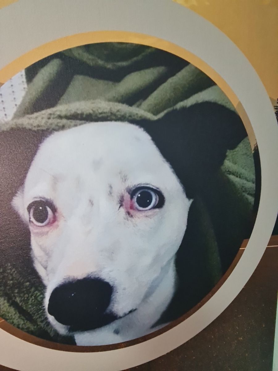 Foto enviada pelo cliente